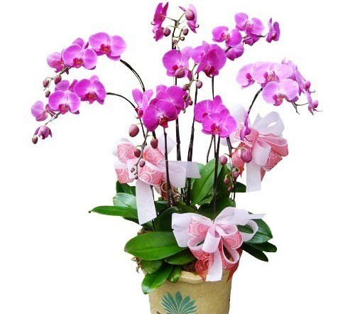 Living Passion - Orchids