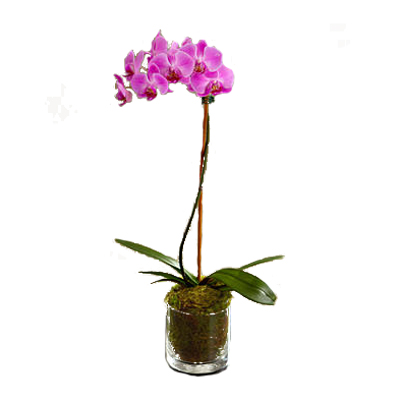 Potted Purple Orchid - Mothers Day