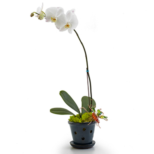 Opulent Orchids - Single - Orchids