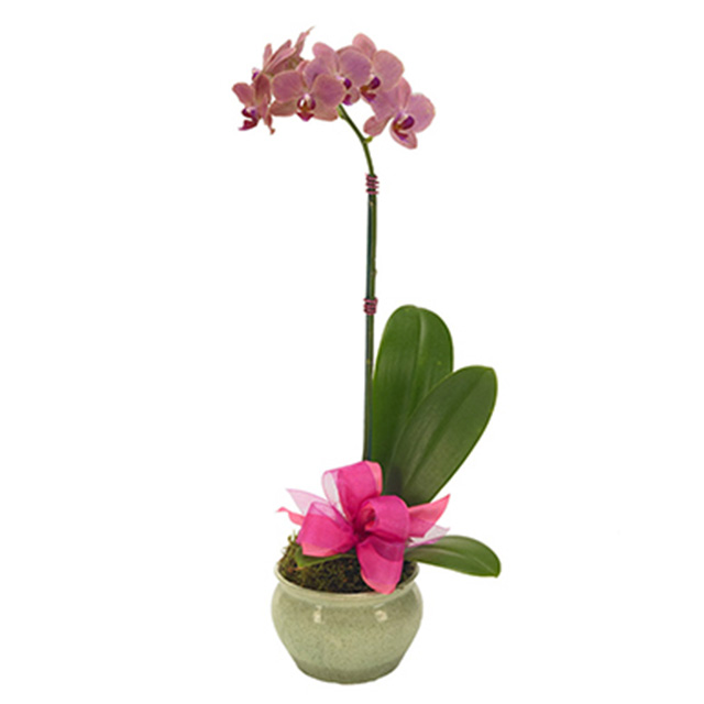 Opulent Pink Orchid - Orchids