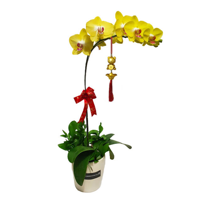 Bunga Imlek Orchid
