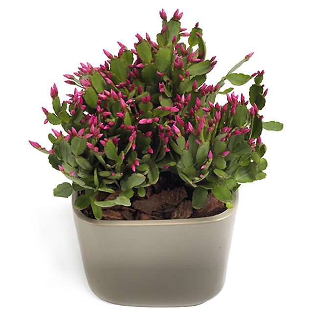 Fuschia Cactus - Pot & Plants