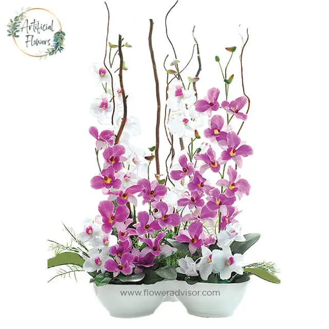 Orchid Fantasy