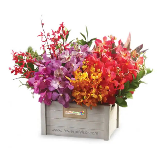Mixed Colour Orchids Table Arrangement - Utopian Bliss