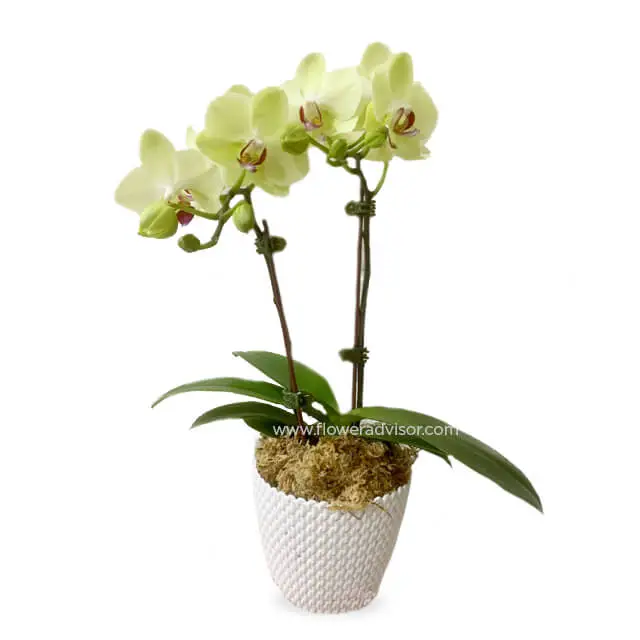 2 Stalks of Elegant White Orchids - Double Elegance