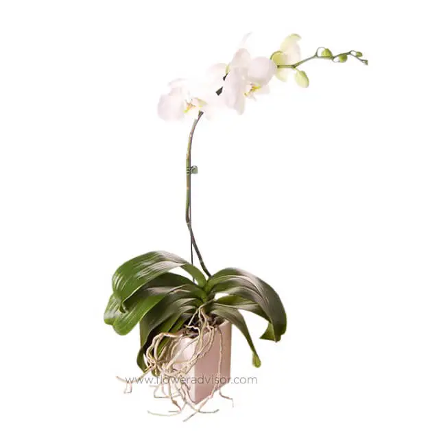 1 White Orchid in a Pot - Slender Elegance