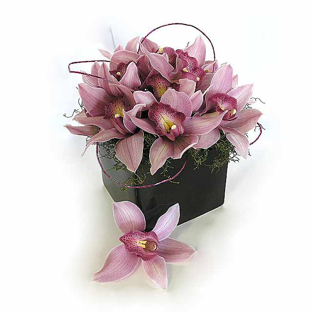 Cymbidium Orchid Flower Pot