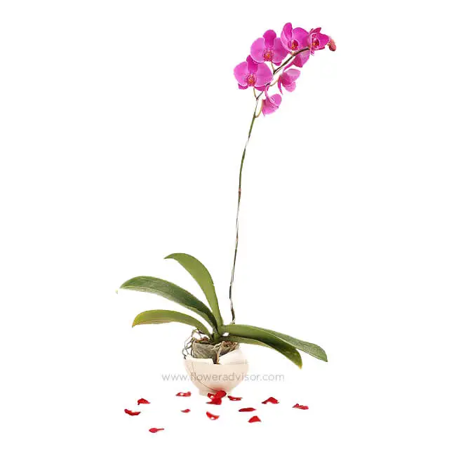 1 Stalk Orchid in a Pot - Modest Elegance