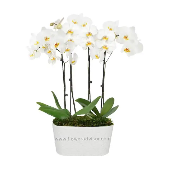 Pure Elegance White Orchid Plant