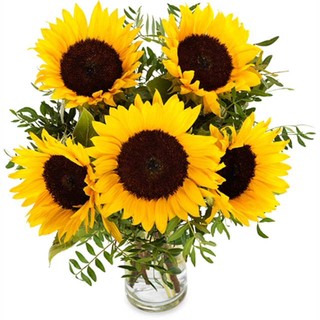Radiant Sunflower in a Vase