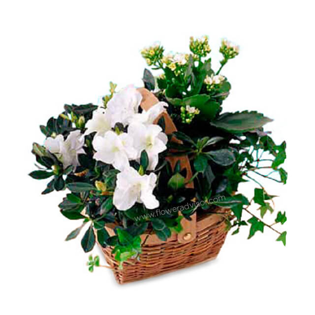 White Blooming Basket