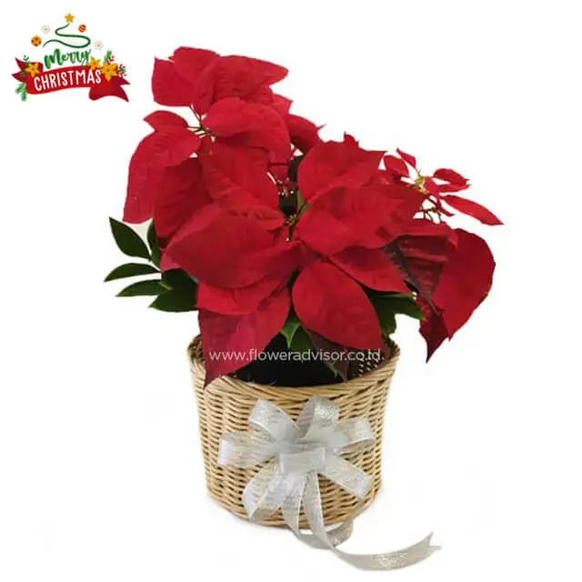 NATAL 2022 - Graceful Red Poinsettia - Christmas