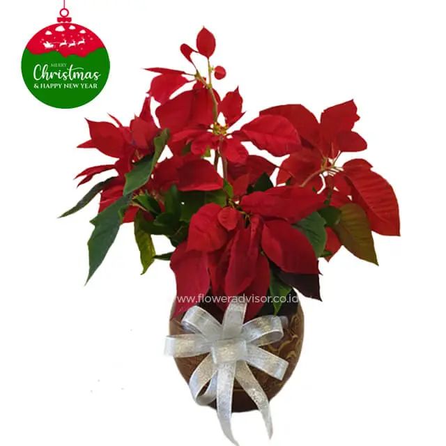 NATAL 2021 - Majestic Red Poinsettia - Christmas