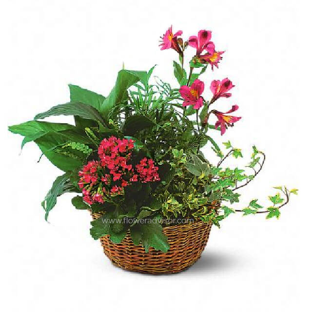 Planter Basket - Mothers Day