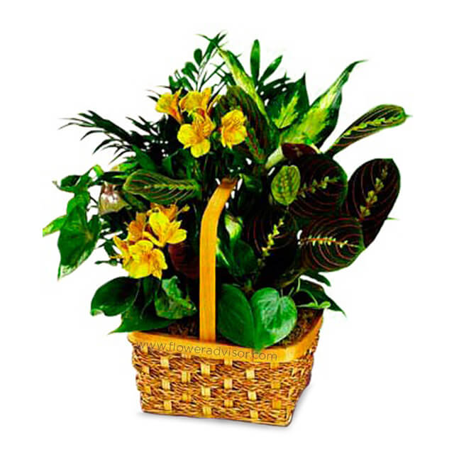 Yellow Blooming Basket - Mothers Day