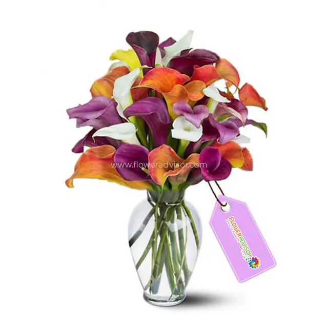 Assorted Calla Lilies - Lilies