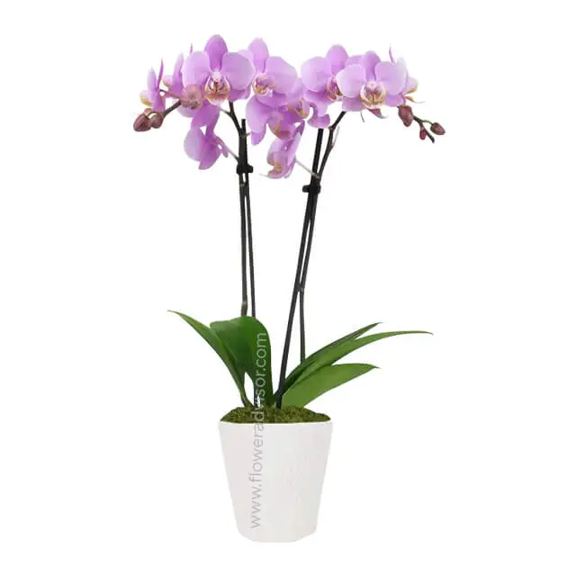 Enchanting Pink Epiphany - Orchids