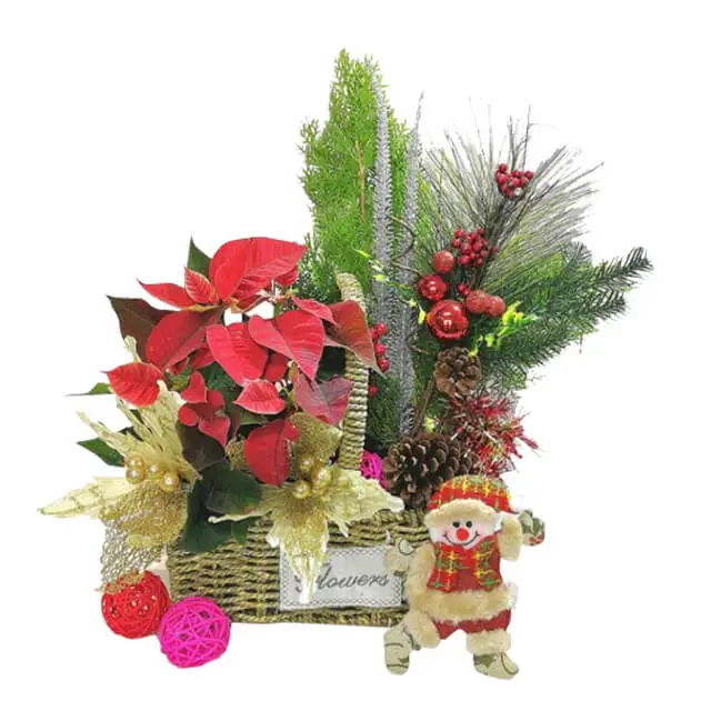 Poinsettia Xmas - Christmas 2023 - Christmas