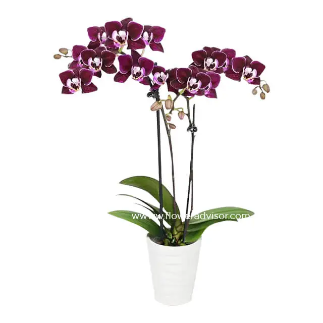 Violet Beauty Mini Orchid Plant - Boss Day