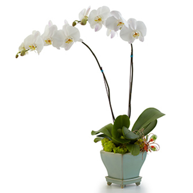 Opulent Orchids - Double - Orchids