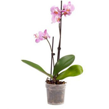 Orchidee - Eid Ul Fitr