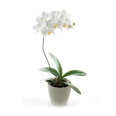 White Orchid - Orchids