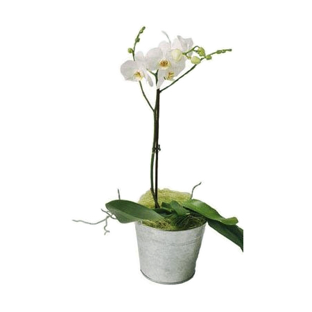 White Phalaenopsis - Mothers Day