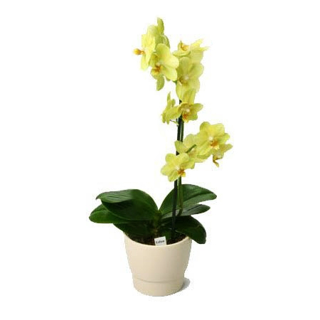 Yellow Phalaenopsis - Orchids